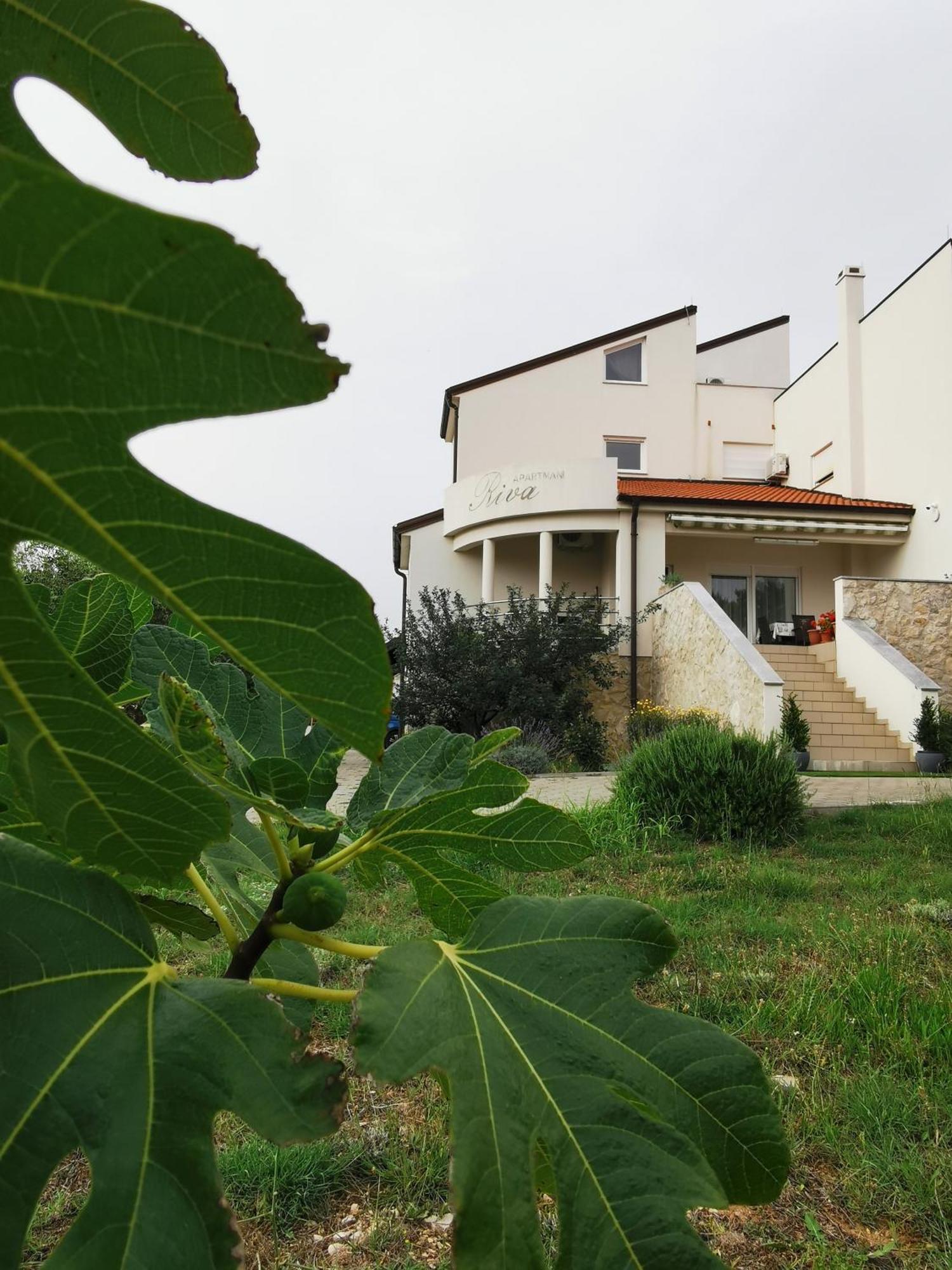 Apartments Riva Povljana Dış mekan fotoğraf